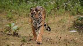 ANAMALAI TIGHER FOREST