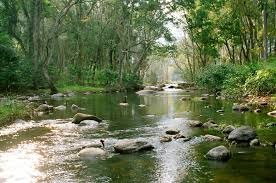CHINAR TIGER FOREST